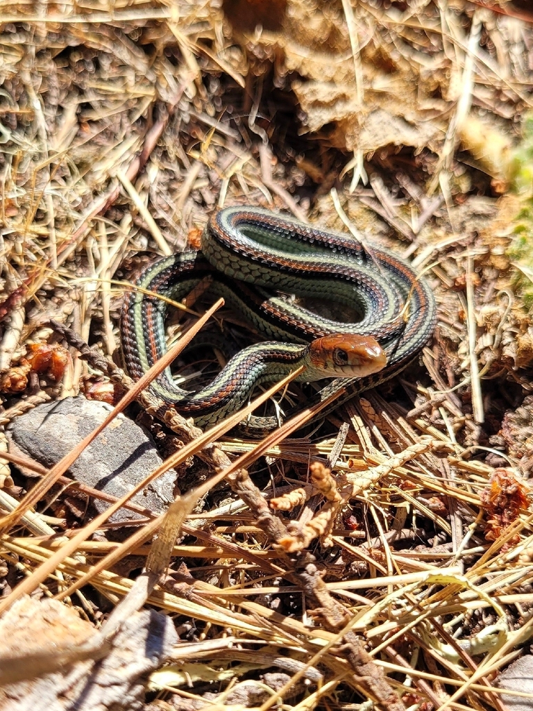 Thamnophis sirtalis tetrataenia (San Francisco gartersnake), California species