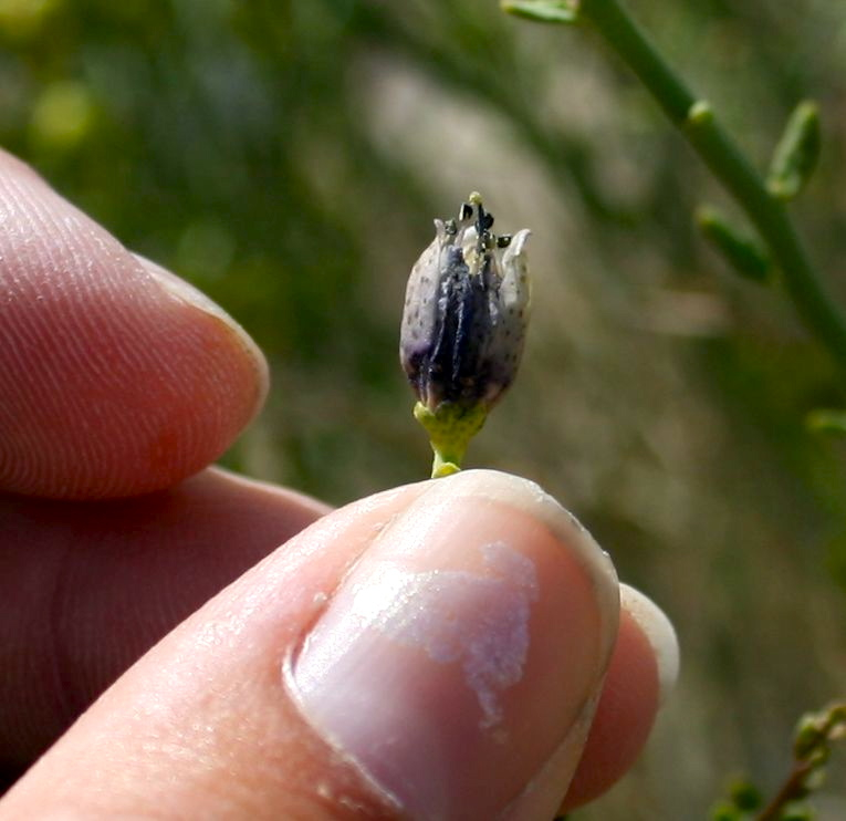 Thamnosma montana (Turpentine broom), native California subshrub