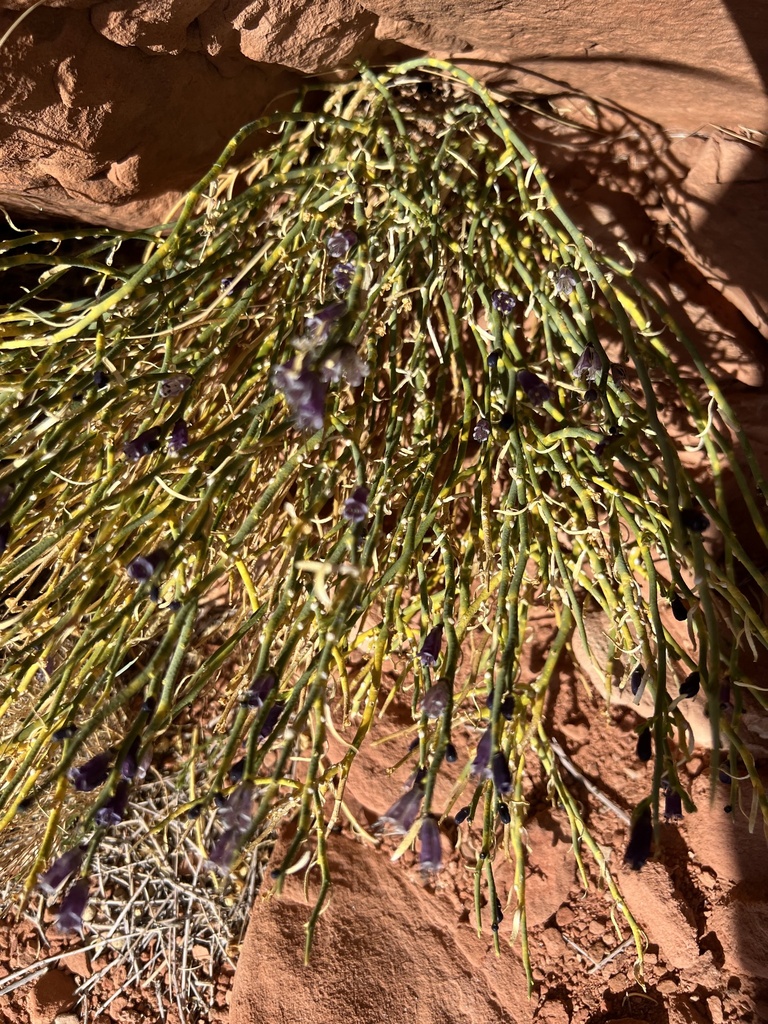 Thamnosma sp. (Turpentine-broom), native California shrub