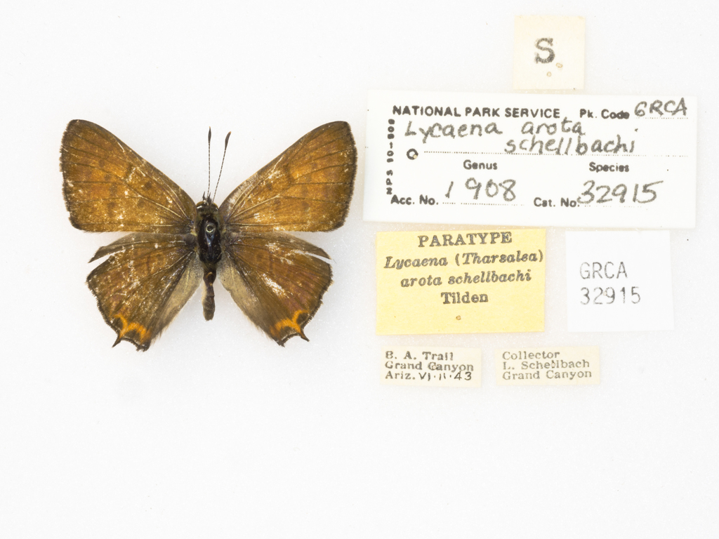 Tharsalea arota (Tailed Copper), California species