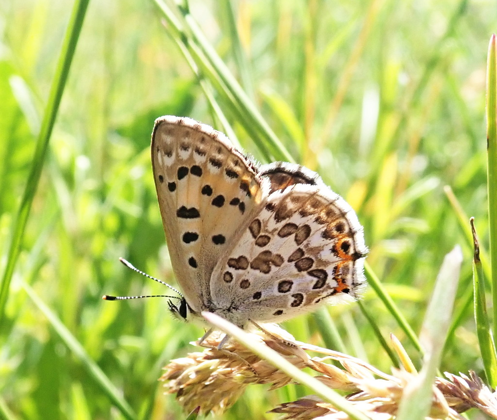 Tharsalea editha (Edith's Copper), California species