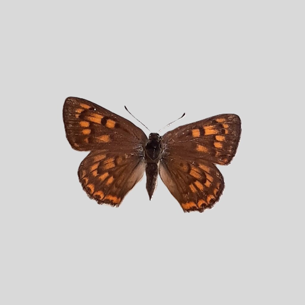 Tharsalea gorgon (Gorgon Copper), California species