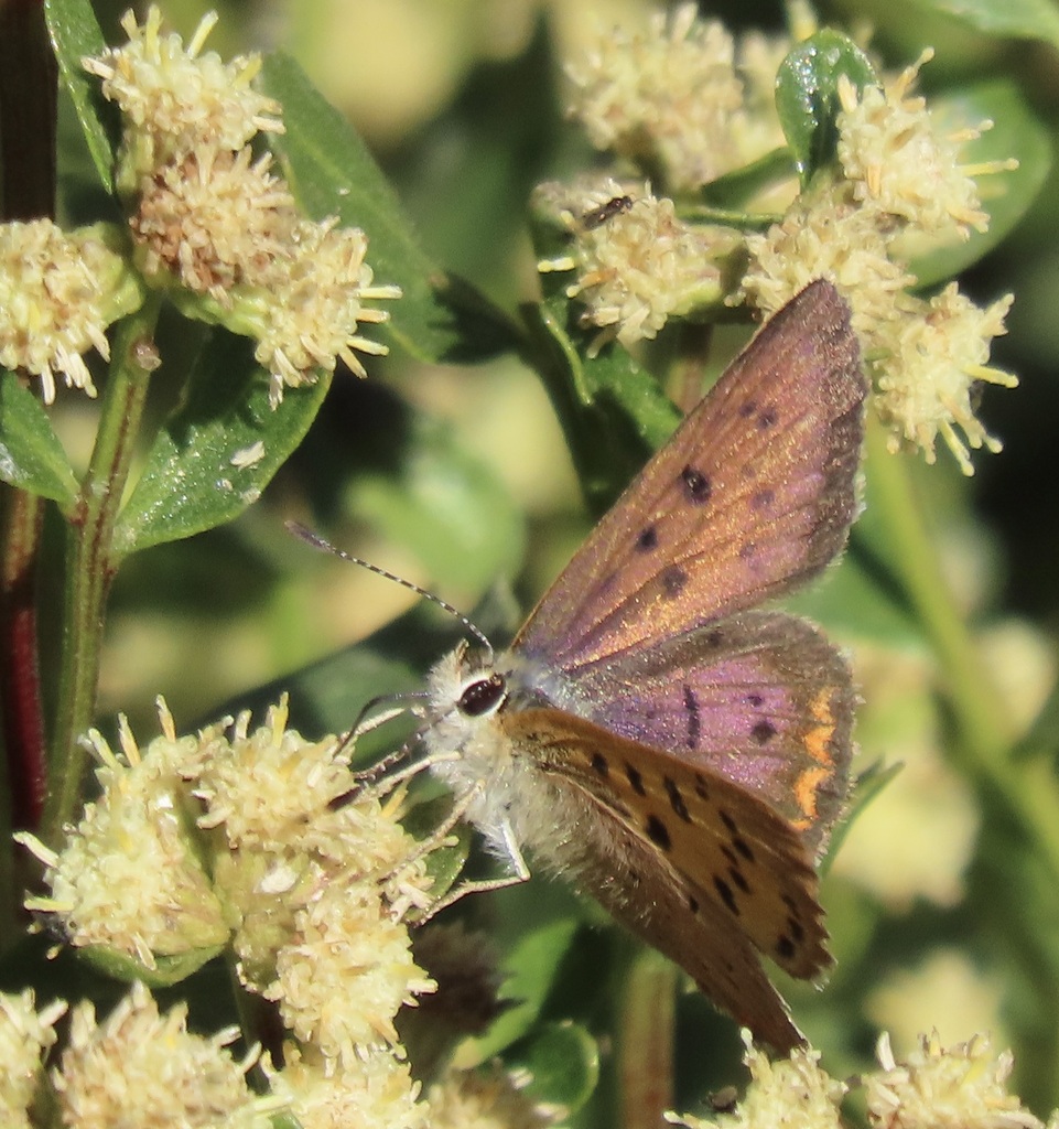 Tharsalea helloides (Purplish Copper), California species