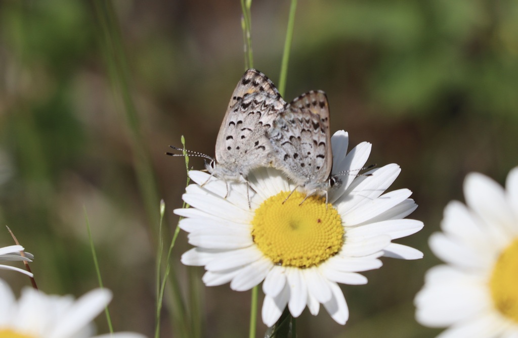 Tharsalea mariposa (Mariposa Copper), California species