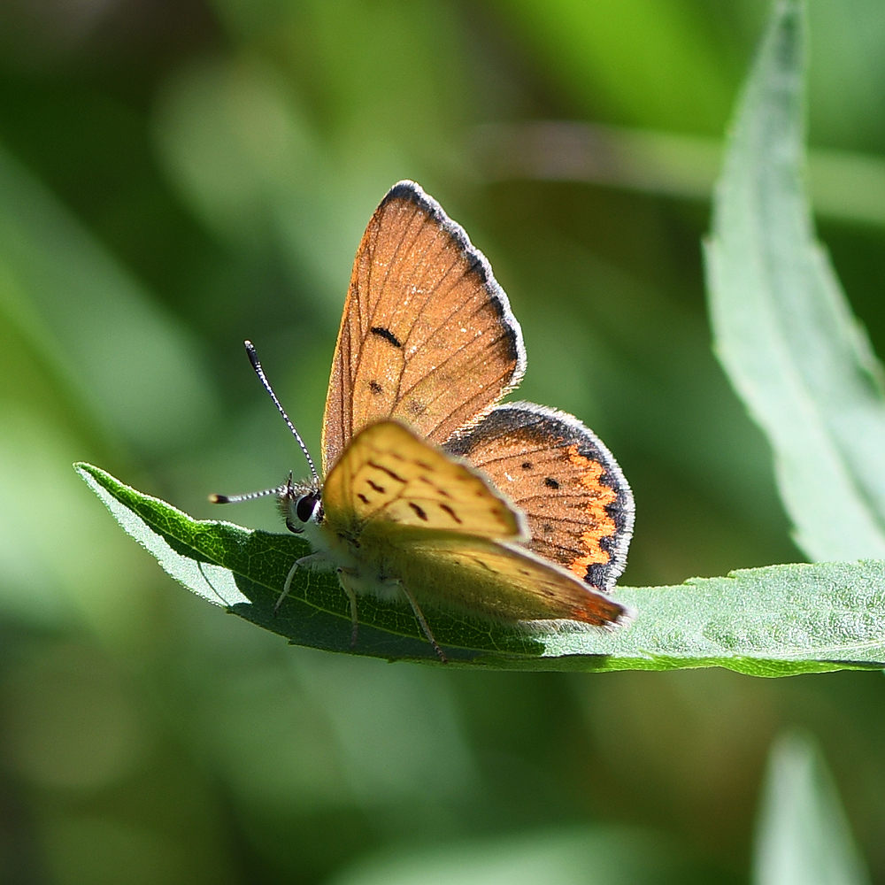 Tharsalea nivalis (Lilac-bordered Copper), California species