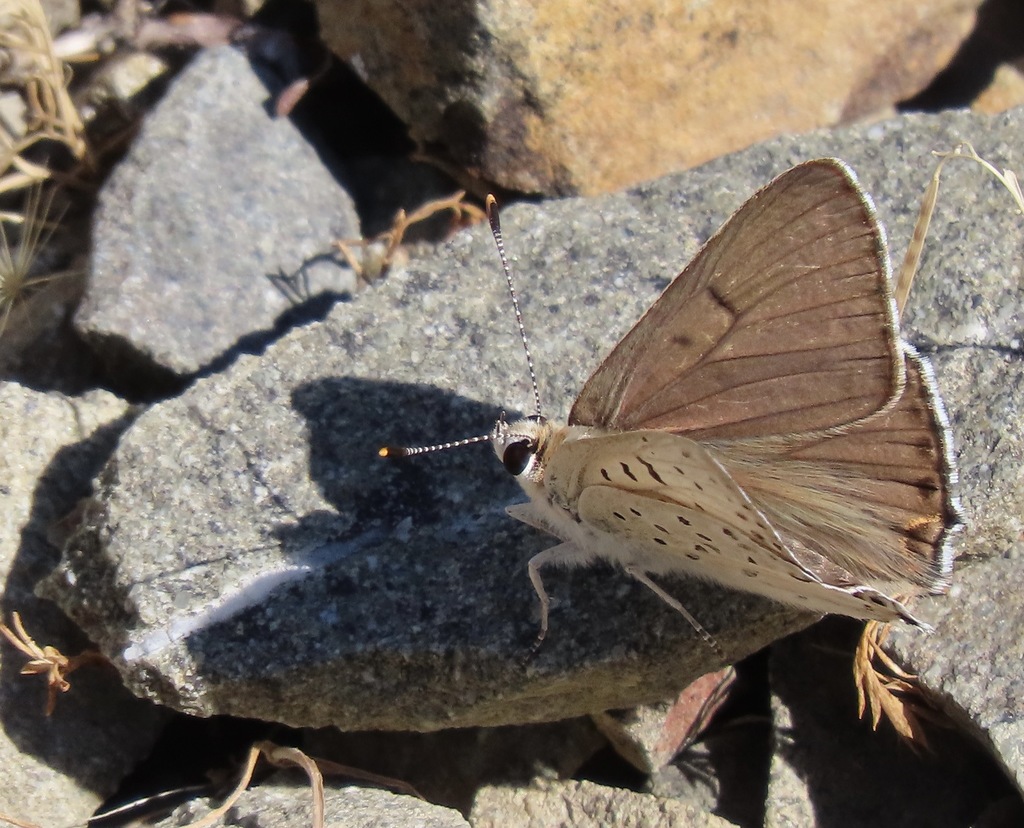 Tharsalea xanthoides (Great Copper), California species