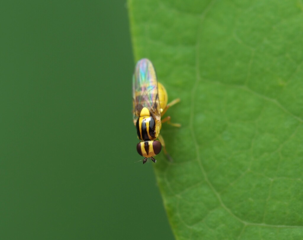 Thaumatomyia glabra, California species