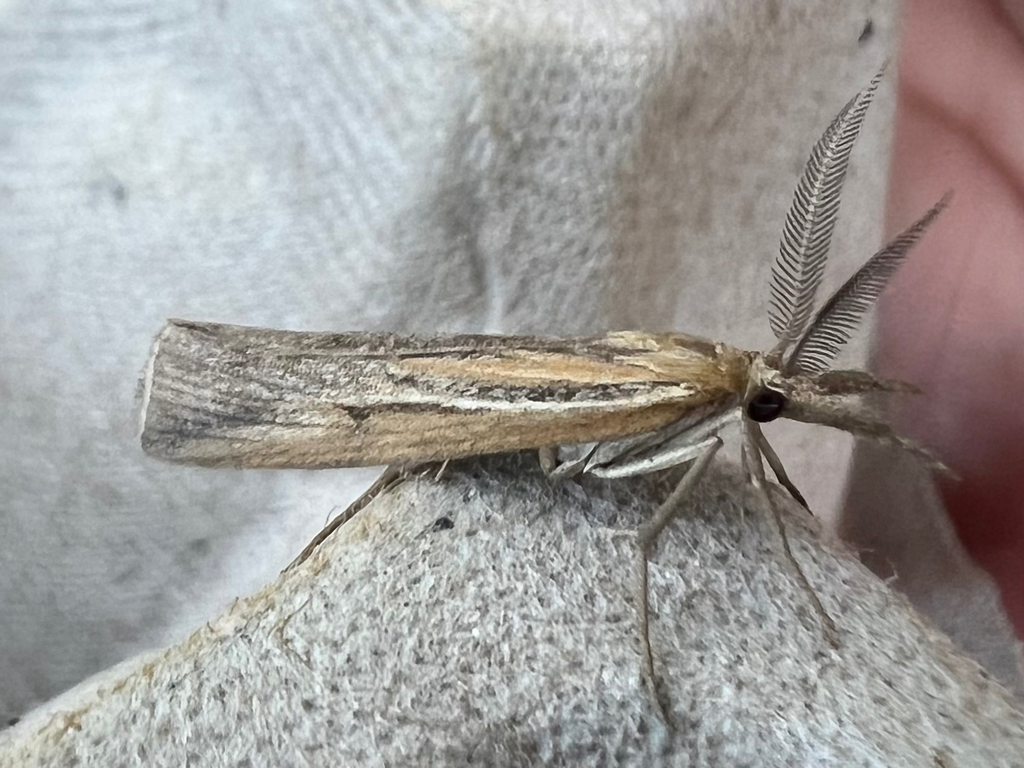 Thaumatopsis repandus, California species