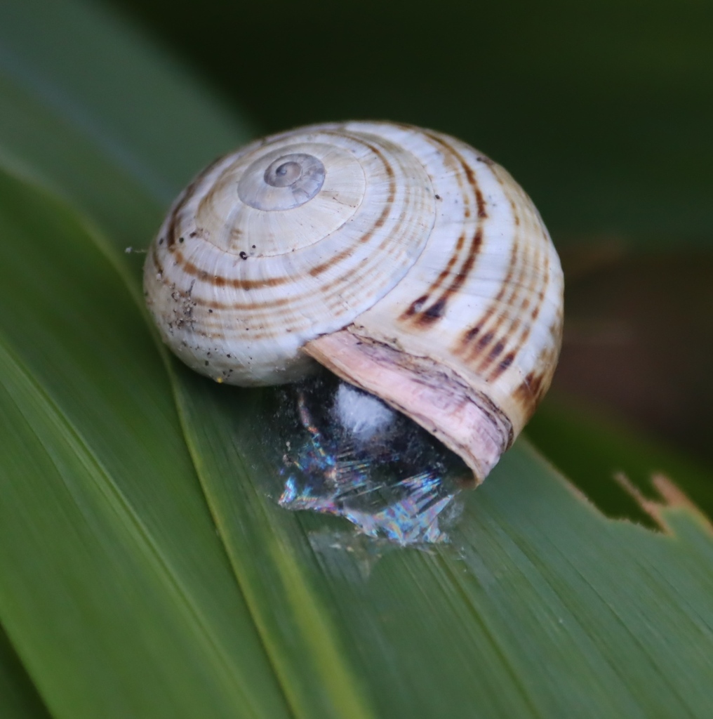Theba pisana (White Italian Snail), California species