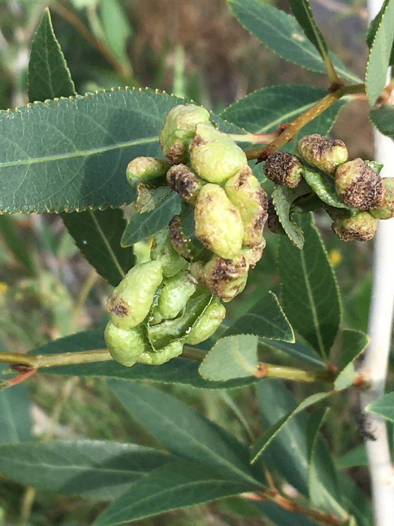 Thecabius populimonilis (Bead-like Cottonwood Gall aphid), California species