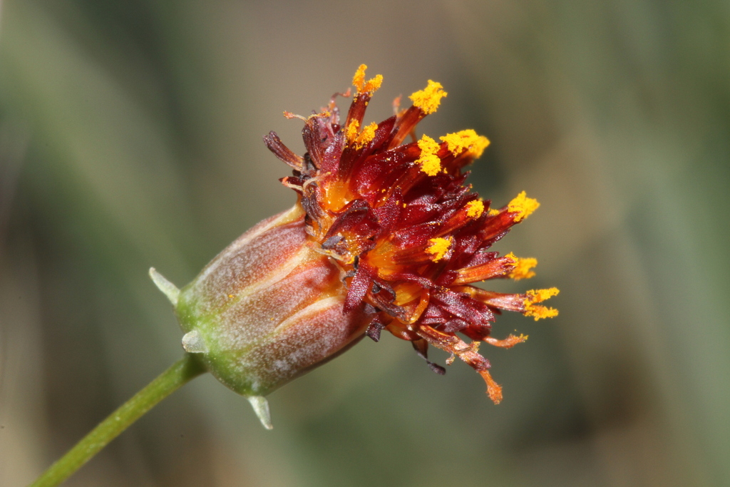 Thelesperma megapotamicum (Rayless greenthread), non-native California herb