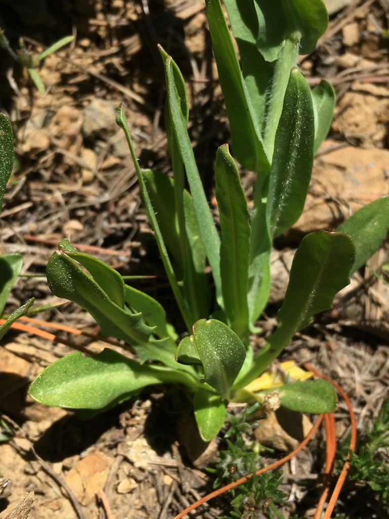 Thelypodium brachycarpum (Short-podded thelypodium), native California herb