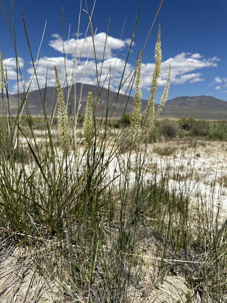 Thelypodium crispum (Crisped thelypody), native California herb