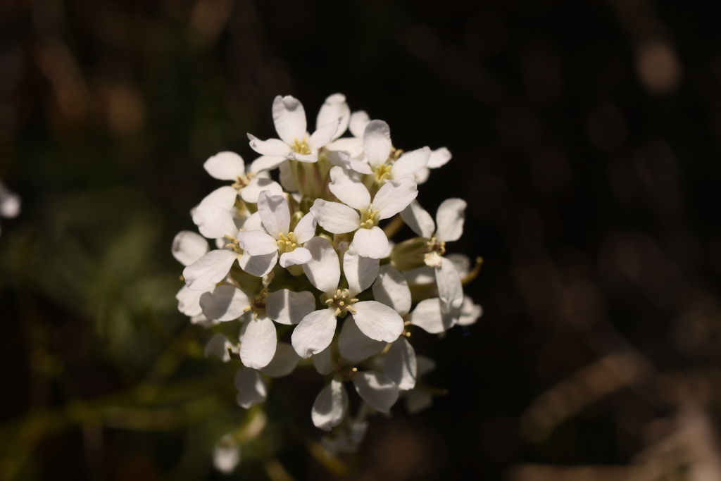 Thelypodium flexuosum (Nodding thelypodium), native California herb