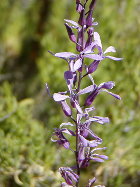 Thelypodium howellii subsp. howellii (Howell's thelypodium), native California herb