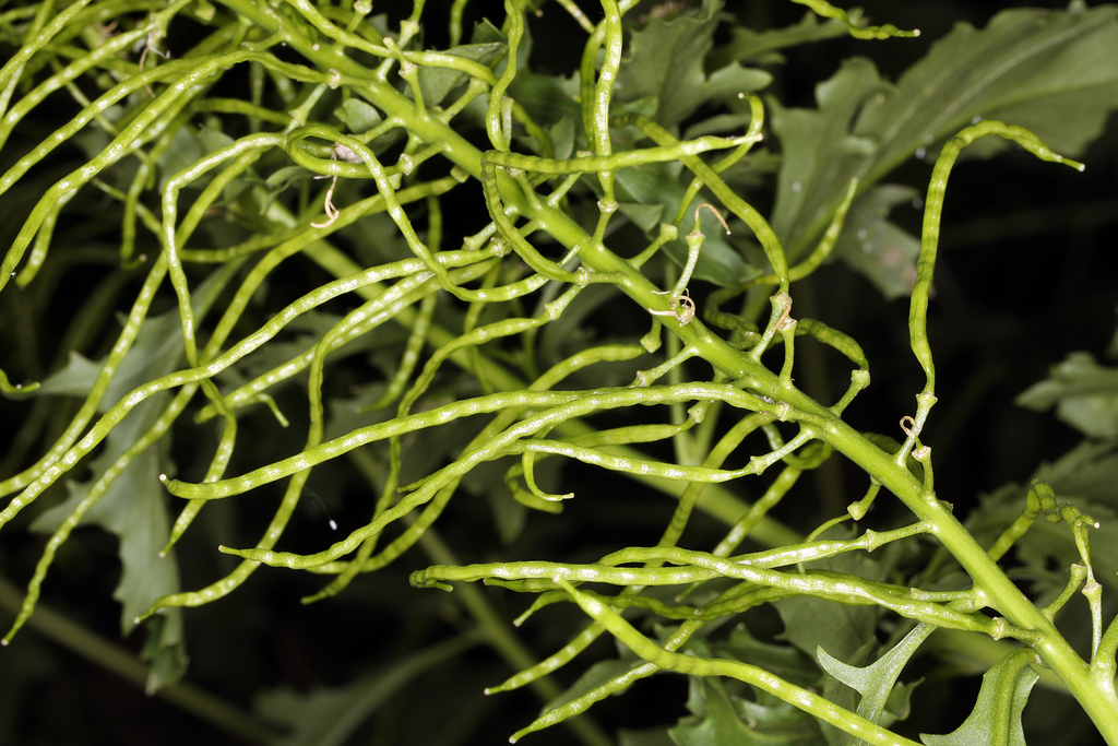 Thelypodium laciniatum (Cutleaf thelypody), native California herb