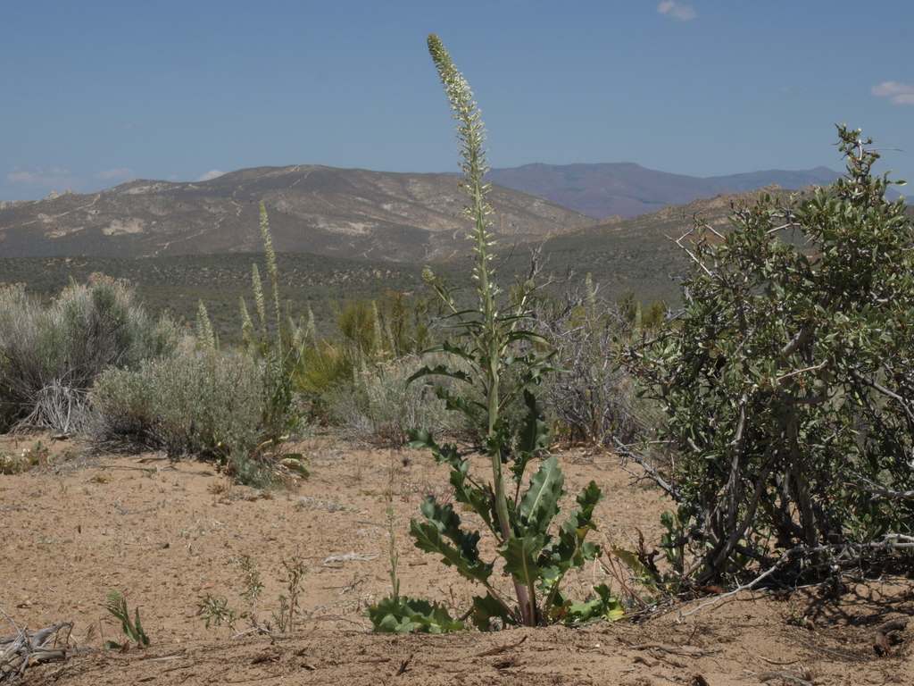 Thelypodium milleflorum (Many-flowered thelypodium), native California herb