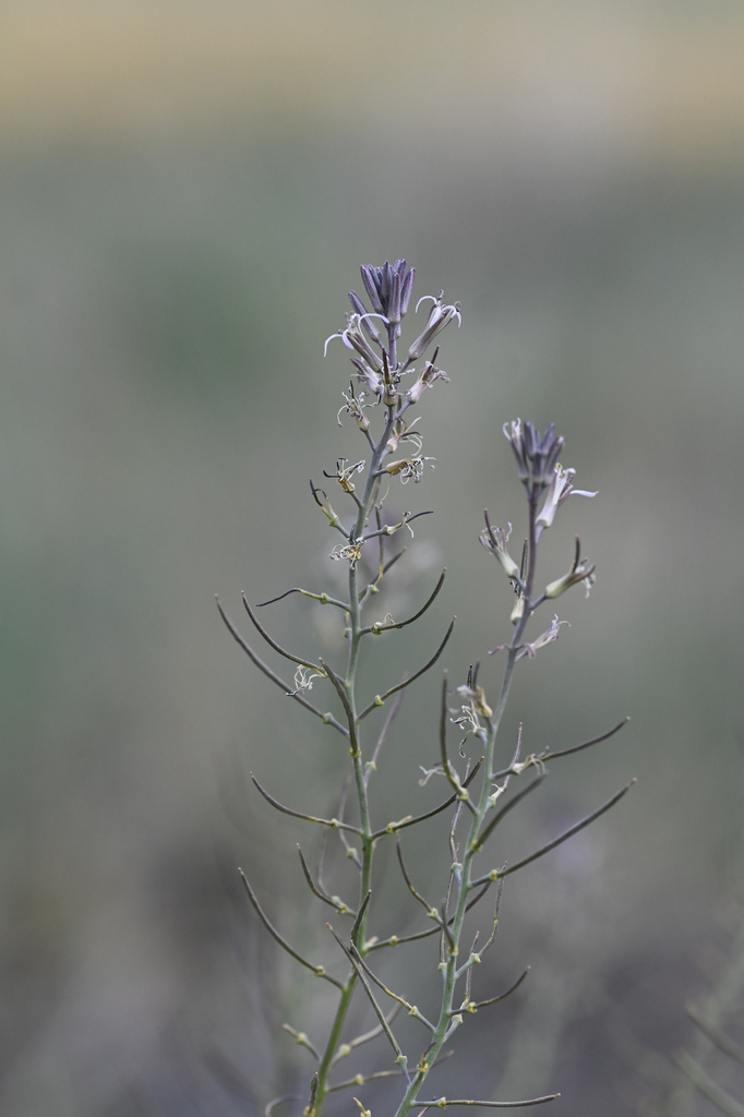 Thelypodium stenopetalum (Slender-petaled thelypodium), native California herb
