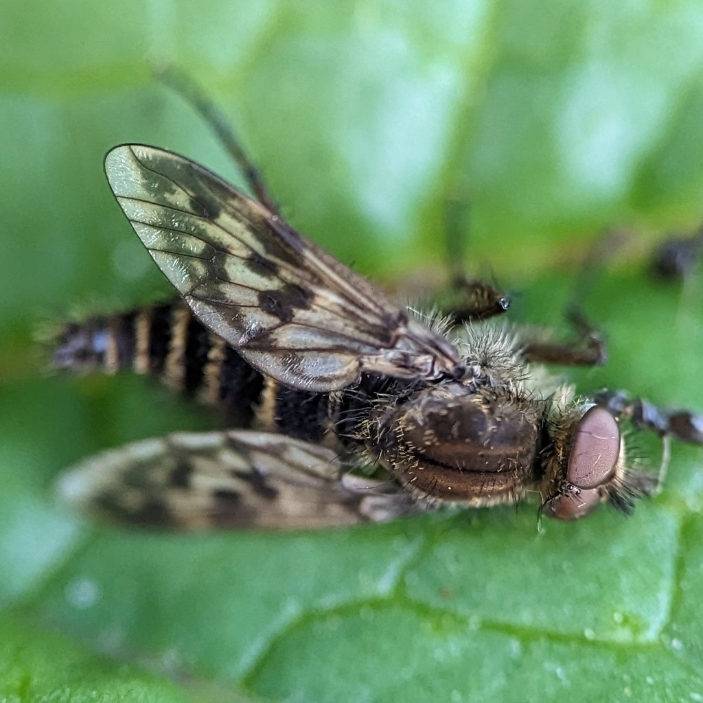Thereva comata, California species