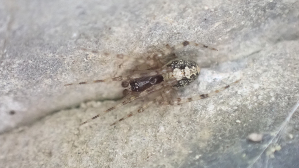 Theridion melanurum (Common House Combfoot), California species