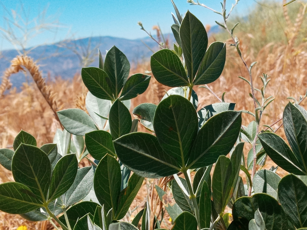 Thermopsis californica var. semota (Velvety false-lupine), native California herb
