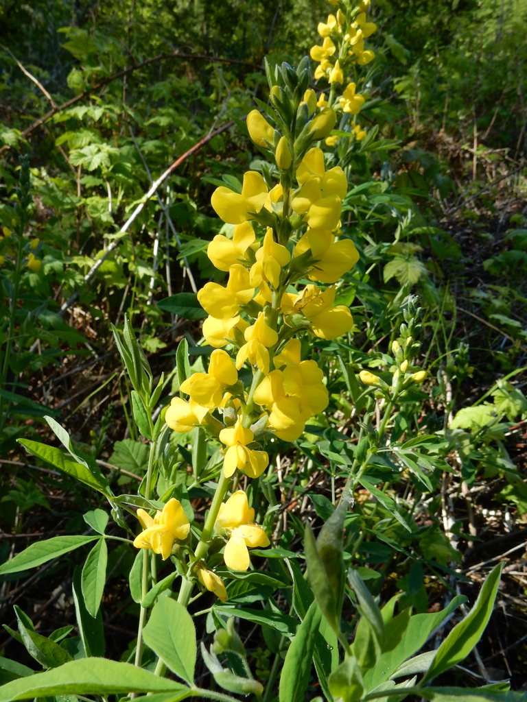 Thermopsis gracilis (Slender goldenbanner), native California herb