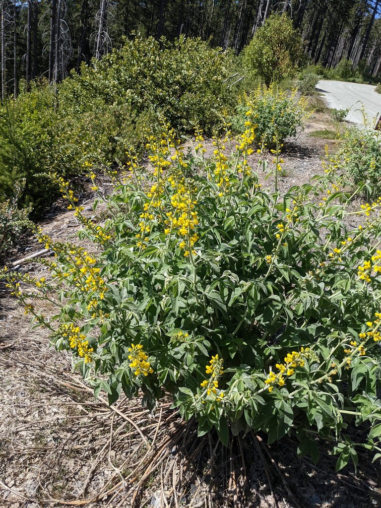 Thermopsis robusta (Robust false-lupine), native California herb