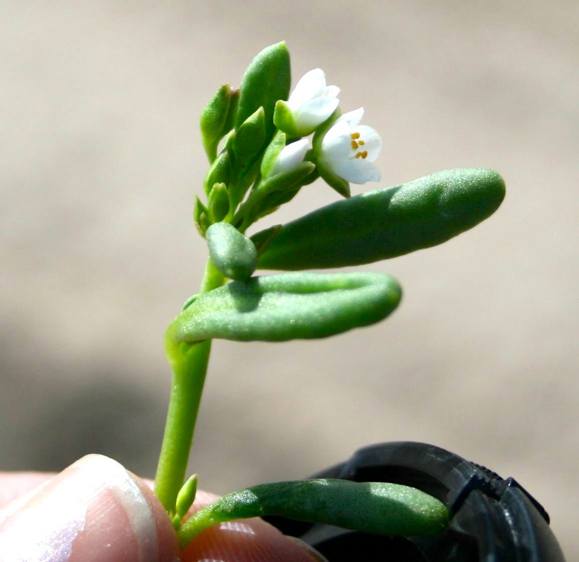 Thingia ambigua (Desert cistanthe), native California herb