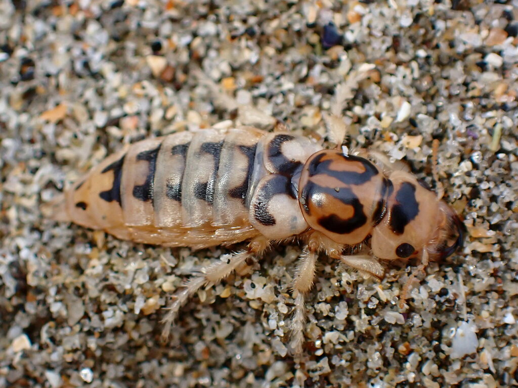 Thinopinus pictus (Pictured Rove Beetle), California species