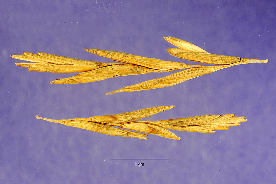 Thinopyrum junceiforme (Russian wheatgrass), California grass