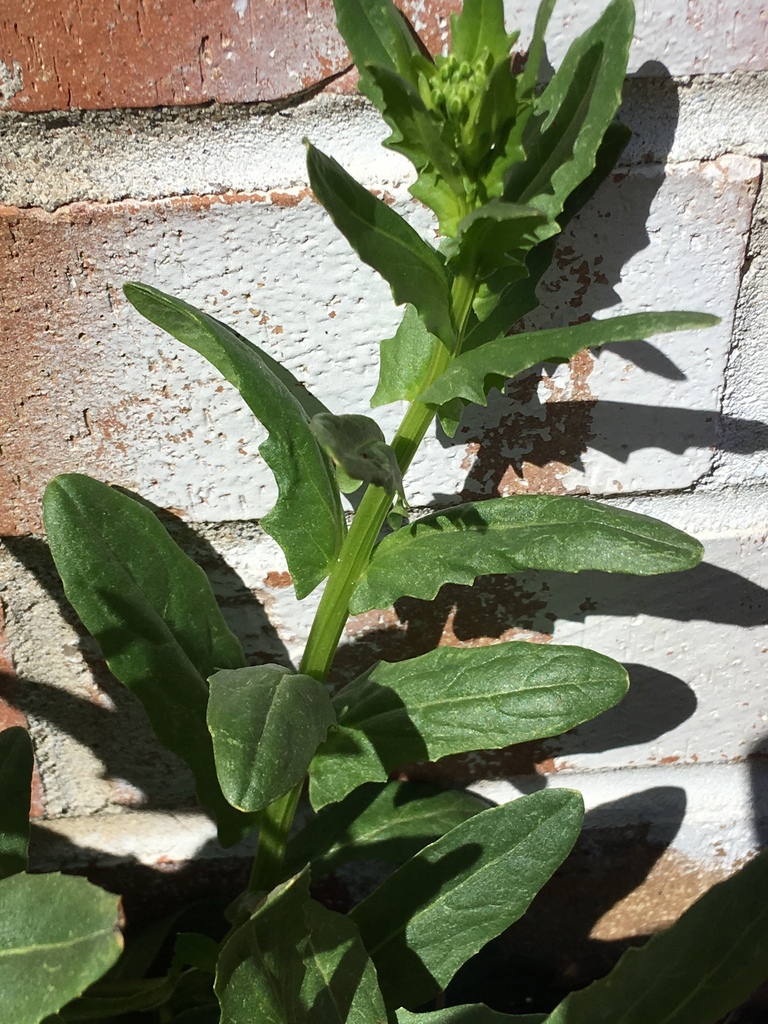 Thlaspi arvense (Fan weed), non-native California herb