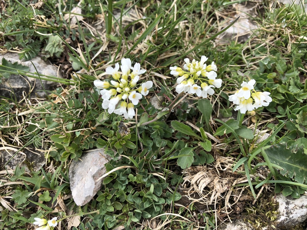 Thlaspi sp. (Pennycress), non-native California annual