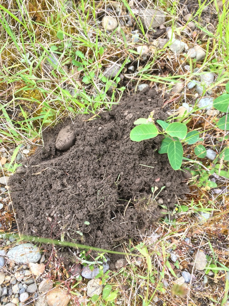 Thomomys mazama (Mazama Pocket Gopher), California species