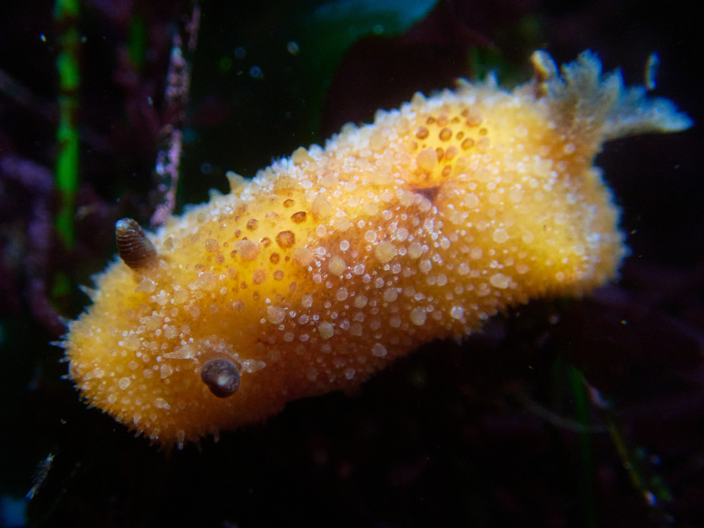 Thordisa bimaculata (Two-spotted Dorid), California species