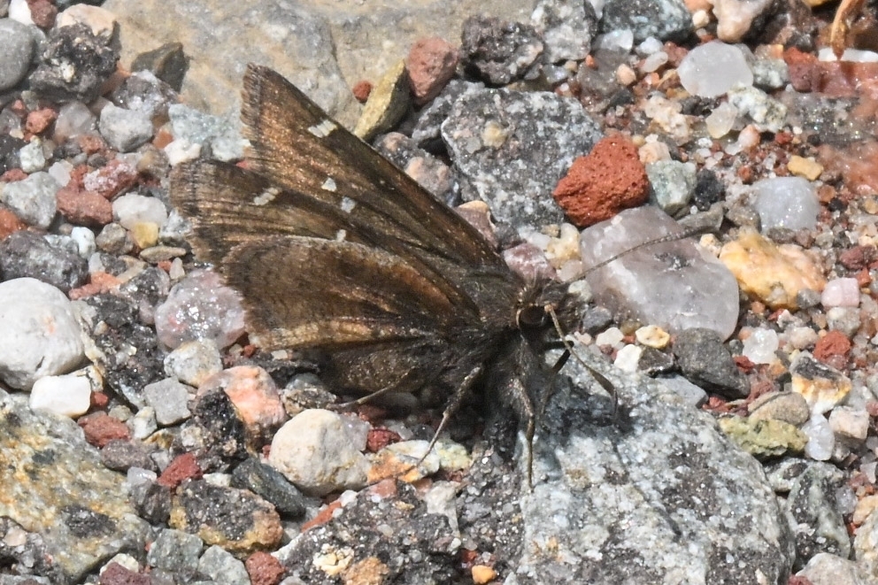 Thorybes mexicana (Mexican Cloudywing), California species
