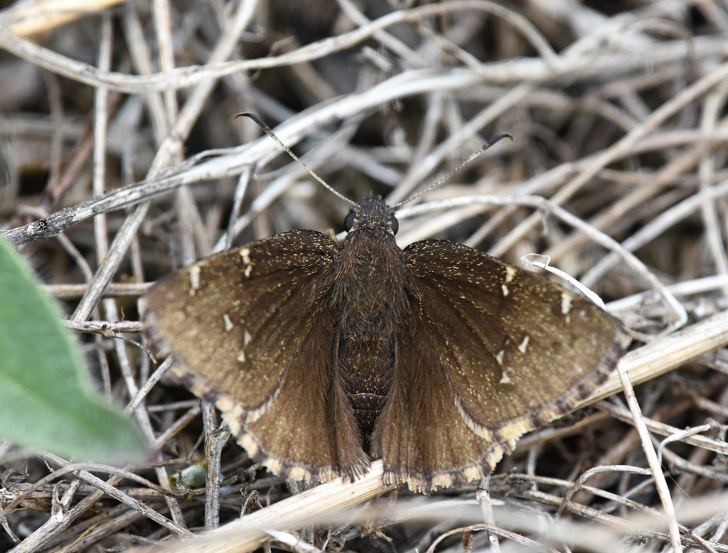 Thorybes pylades (Northern Cloudywing), California species