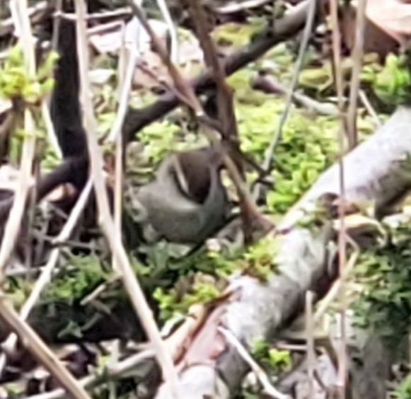 Thryomanes bewickii (Bewick's Wren), California species