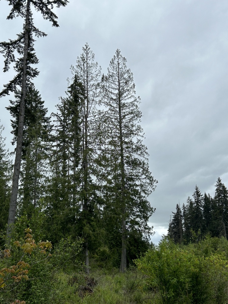 Thuja plicata (Western red cedar), native California tree