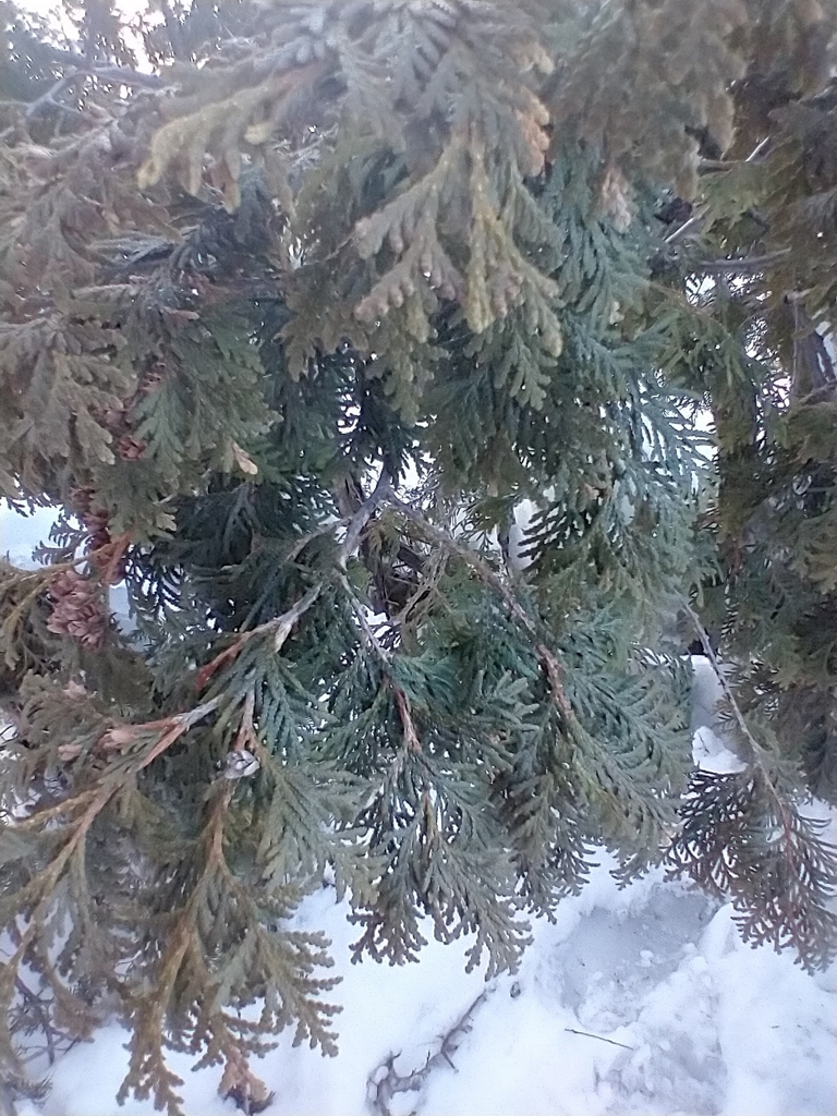 Thuja sp. (Arborvitae), native California shrub