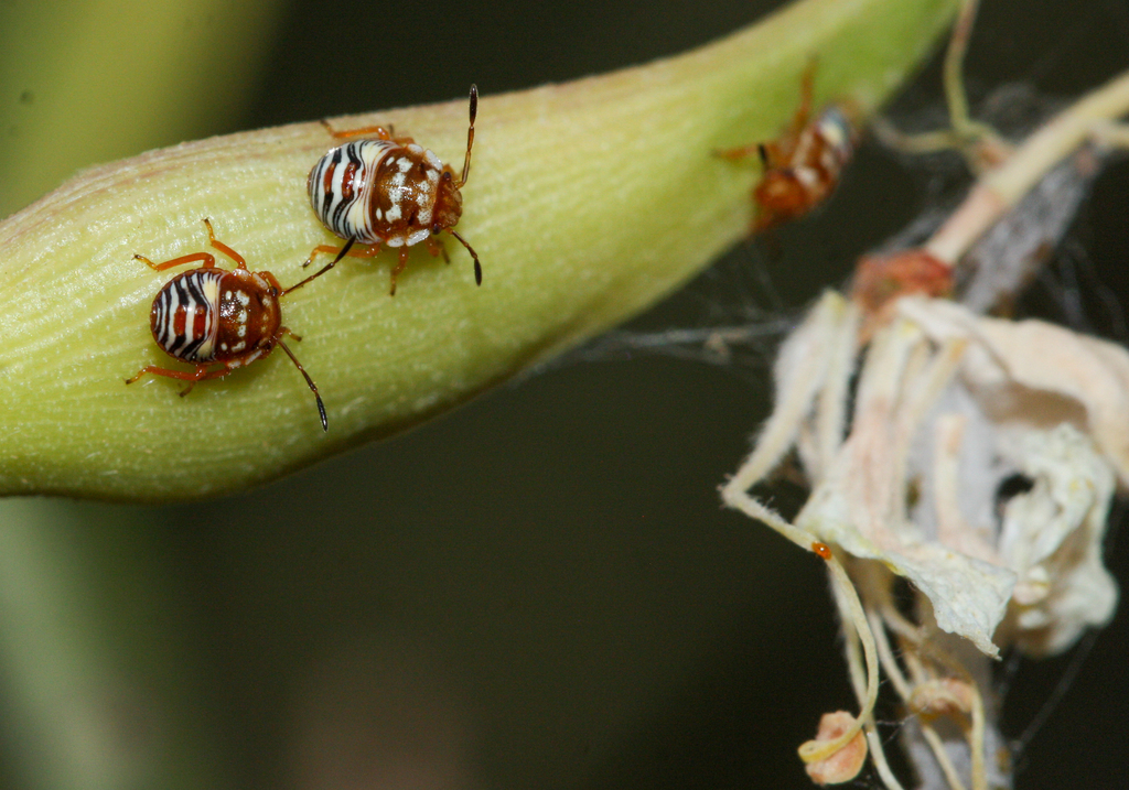 Thyanta custator (Red-shouldered Stink Bug), California species