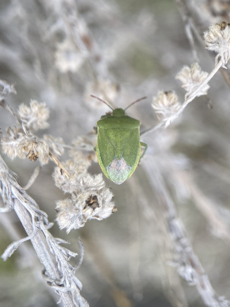 Thyanta pallidovirens (Red-shouldered Stink Bug), California species