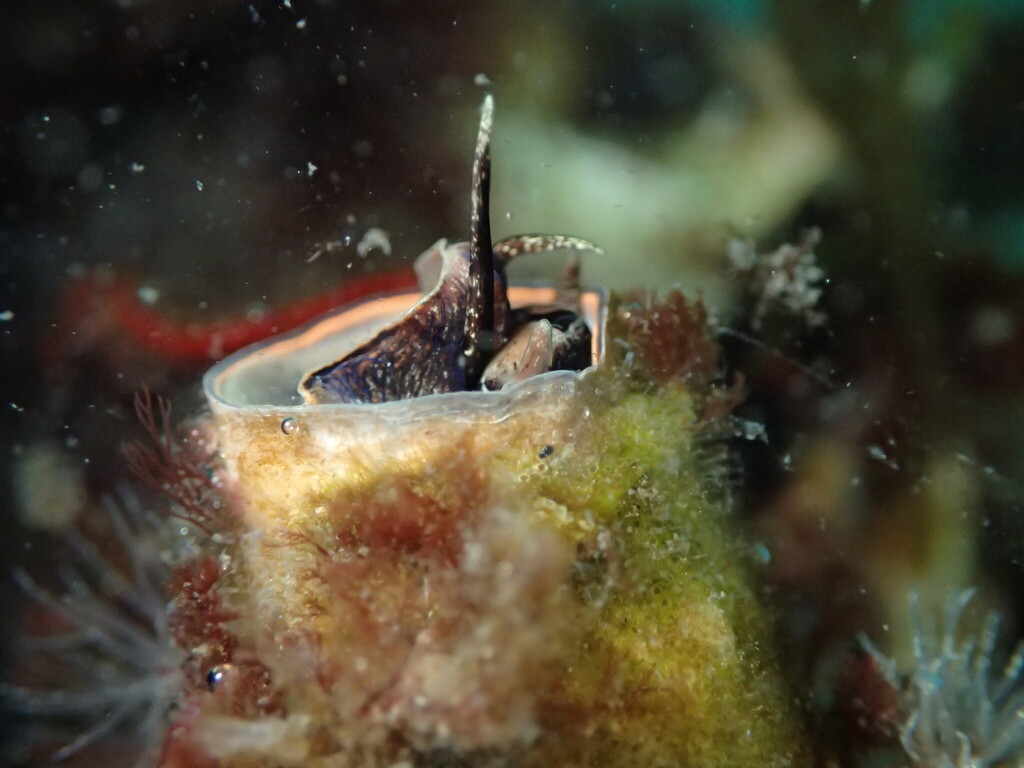 Thylacodes squamigerus (Scaled Worm Snail), California species
