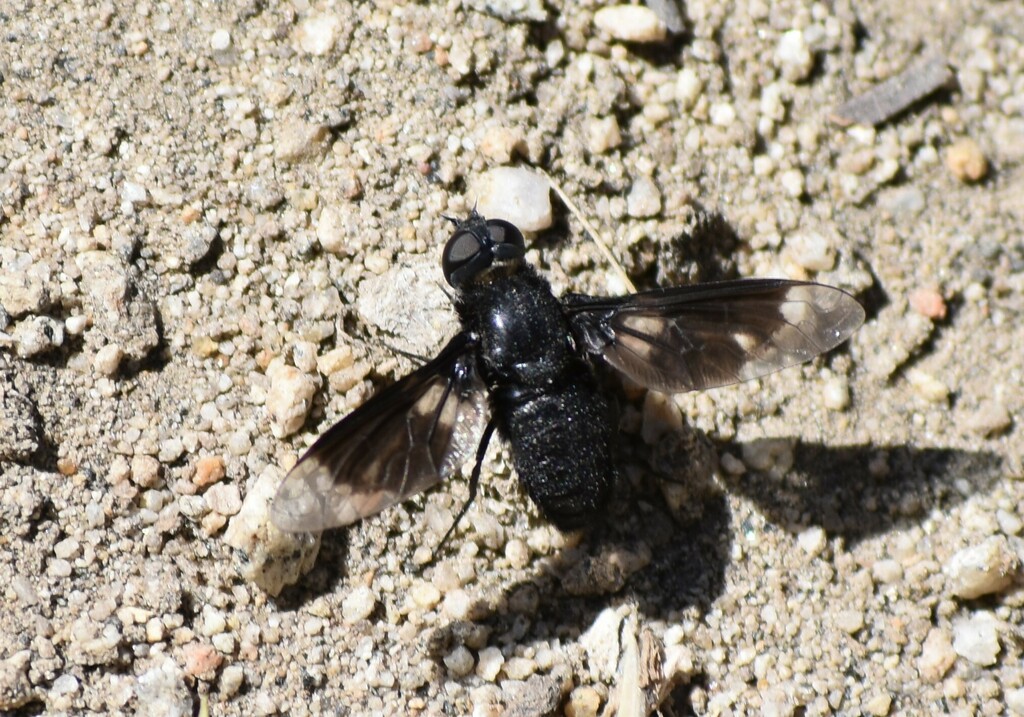 Thyridanthrax atratus, California species