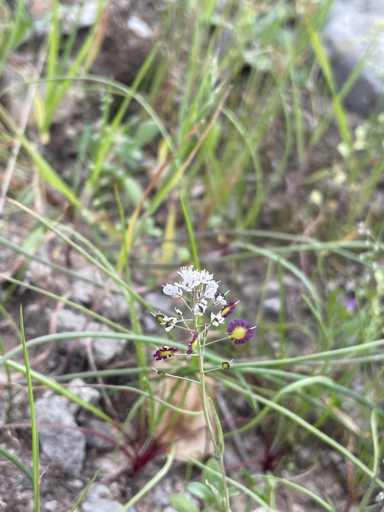 Thysanocarpus conchuliferus (Santa cruz island fringepod), native California herb