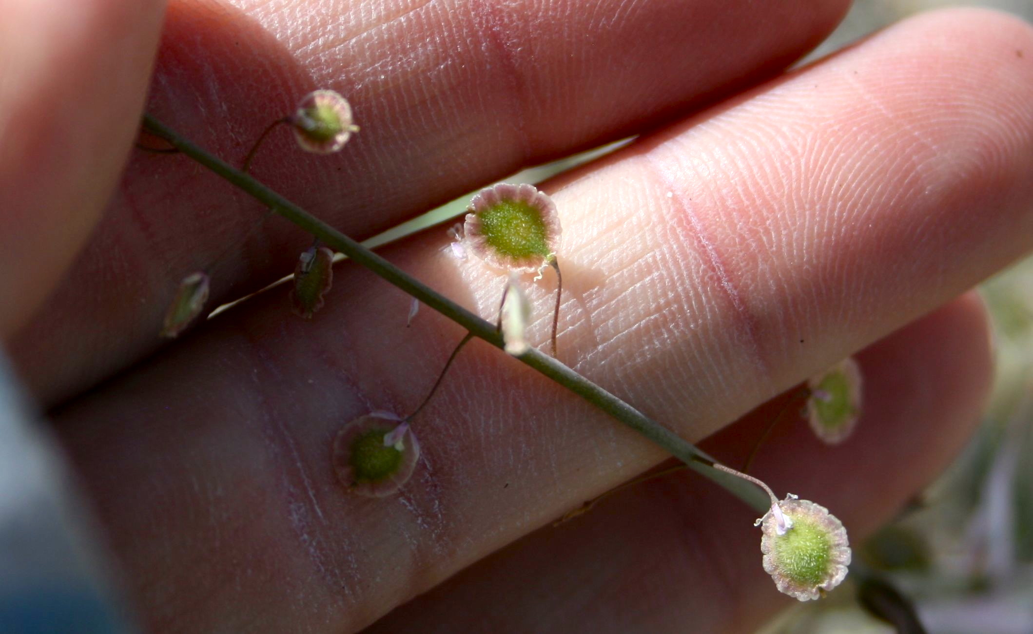 Thysanocarpus curvipes (Fringe pod), native California herb