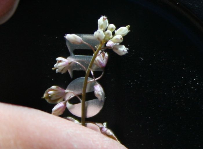 Thysanocarpus curvipes — parent species of Thysanocarpus curvipes subsp. longistylus
