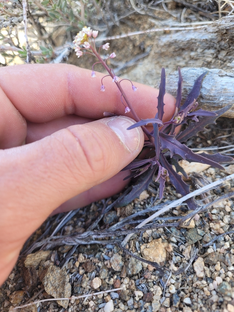 Thysanocarpus desertorum, native California annual