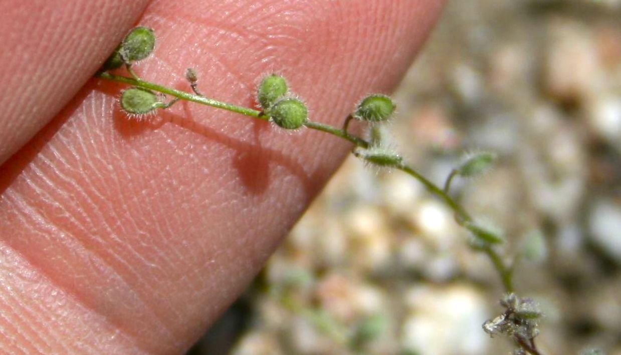 Thysanocarpus laciniatus (Common lace pod), native California herb