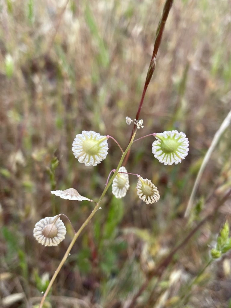 Thysanocarpus radians (Fringe pod), native California herb