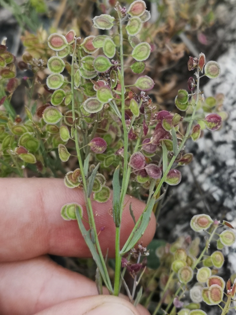 Thysanocarpus rigidus (Rigid fringepod), native California annual